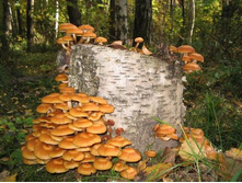 ��������� ����