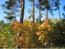 ������� ������