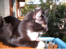 ���� ������