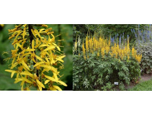 ��������� ������������� 90���