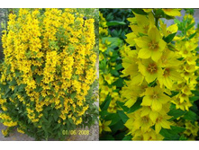 ��������� ��������  90 ���. ��� ����� 3�� �� 200 ���!!!