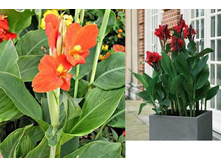 ��������� ����, ���������  120 ���