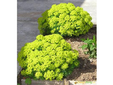 ������� (�����������)  80 ��� � ������� �����