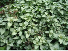 ������� �����������   50 ���