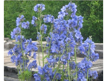 ������ ������� ������ 90 ���