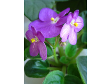 ������ ��� ���� valeska pink