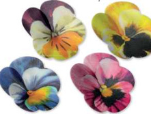 ������,���� �� 5 �������-128,8 ���.+���.%