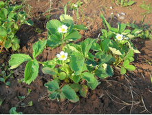 ����� ������ �������