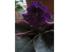 ����� �� ���� �������