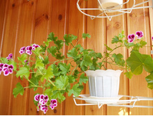 ����� Randy ������