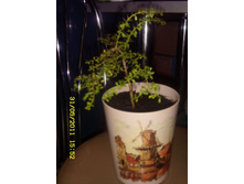 ������������� ����������� ���� (finger lime).JPG