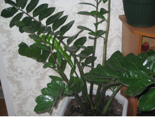 ��� � ����� 010.JPG