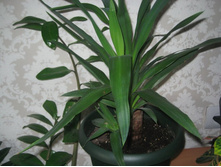 ��� � ����� 011.JPG