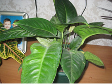 ��� � ����� 013.JPG