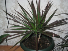 ��� � ����� 014.JPG