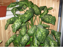 ��� � ����� 016.JPG