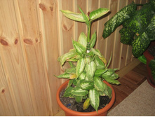 ��� � ����� 017.JPG