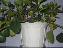 ��� � ����� 026.JPG