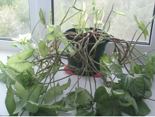 ��� � ����� 027.JPG