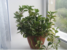 ��� � ����� 028.JPG