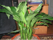 ��� � ����� 029.JPG