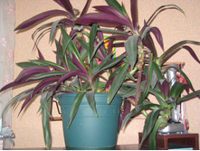 ��� � ����� 030.JPG