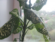 ��� � ����� 031.JPG