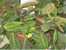 ��� � ����� 032.JPG