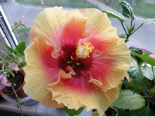 Ring of Fire ��������