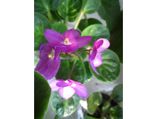 ������ ��� ���� valeska pink