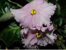 �������� ���� 2011 ���� �������