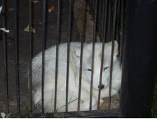 ����� ����