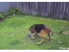 ������ � �������.gif