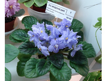 Copy of DSC05056.JPG