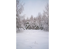 DSC_0266 ����.jpg