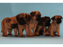 ��� � �������.JPG