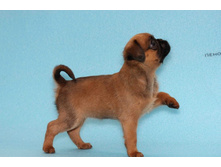 ���� �����.JPG