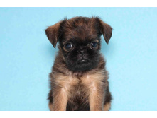 ���� �����.JPG