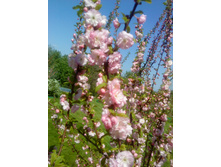 ��� ������� �����