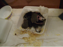 ����������� 1059.jpg