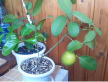 ����������� 003.jpg