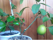 ����������� 004.jpg