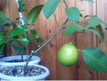 ����������� 005.jpg