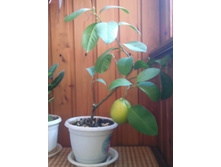 ����� � ��������.jpg