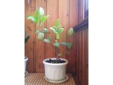 ����������� � ������ �����.jpg