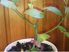 �����������,�� �� ����� �����.jpg