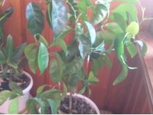 ������ ���������.jpg