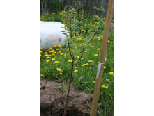 ������� \"������� 89\"