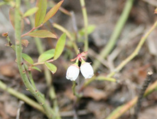 �������� ��������