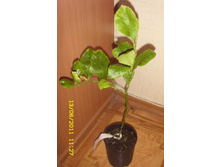 ��������� �����.JPG